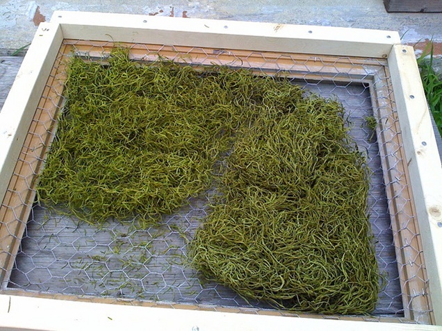 DIY Succulent Frame Wall Tutorial - add spanish moss