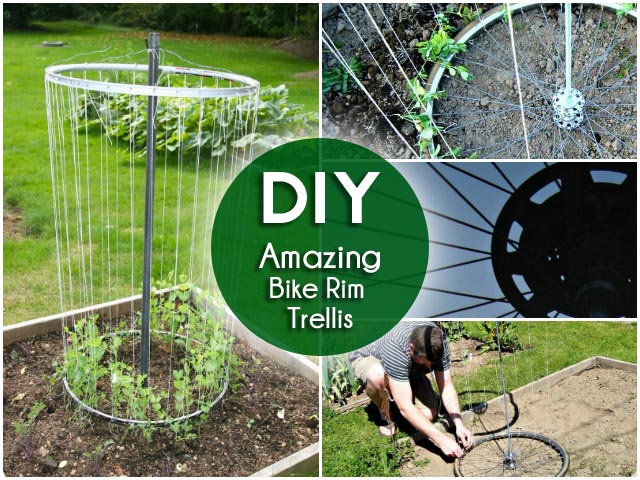 DIY How to Make Bike Rim Trellis for The Garden