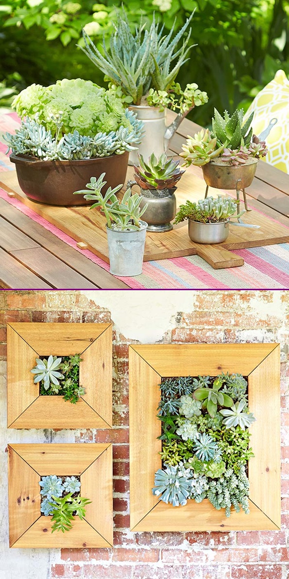 DIY Wall-Mounted Succulent Planter