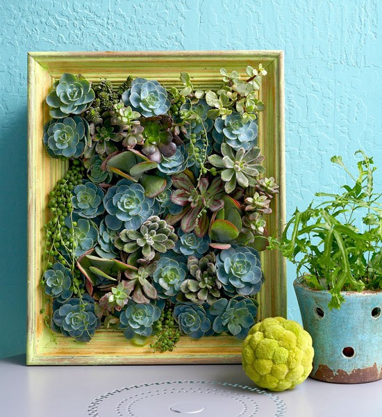 How to Make Living Succulent Picture wall