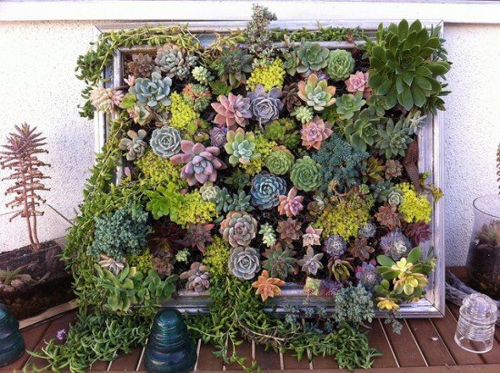 How to Make Living Succulent Picture Wall