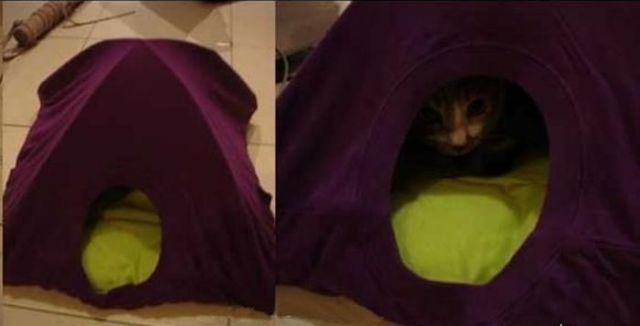 How to Make Simple Cat Tent in 3 Steps