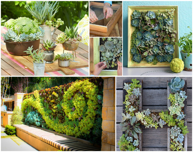 DIY living Framed Succulent Garden Wall Decor Tutorials