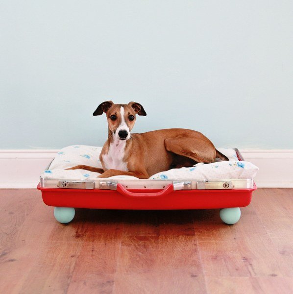 30+ Brilliant Pet Bed DIY Ideas with Tutorials