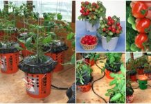 How To Grow Tomatoes in a Bucket How To Grow Tomatoes in a Bucket