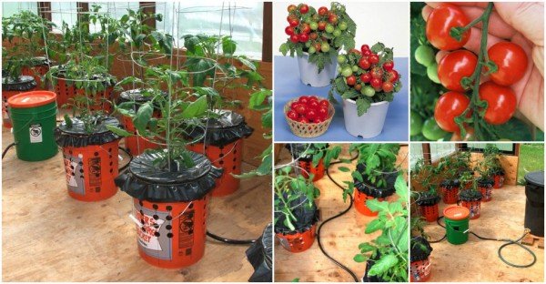 How To Grow Tomatoes in a Bucket