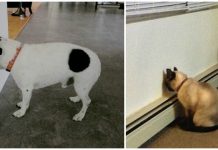 Whenever Your Pet Does This, Take Him To The Vet Immediately Whenever Your Pet Does This, Take Him To The Vet Immediately, it's a warning sign