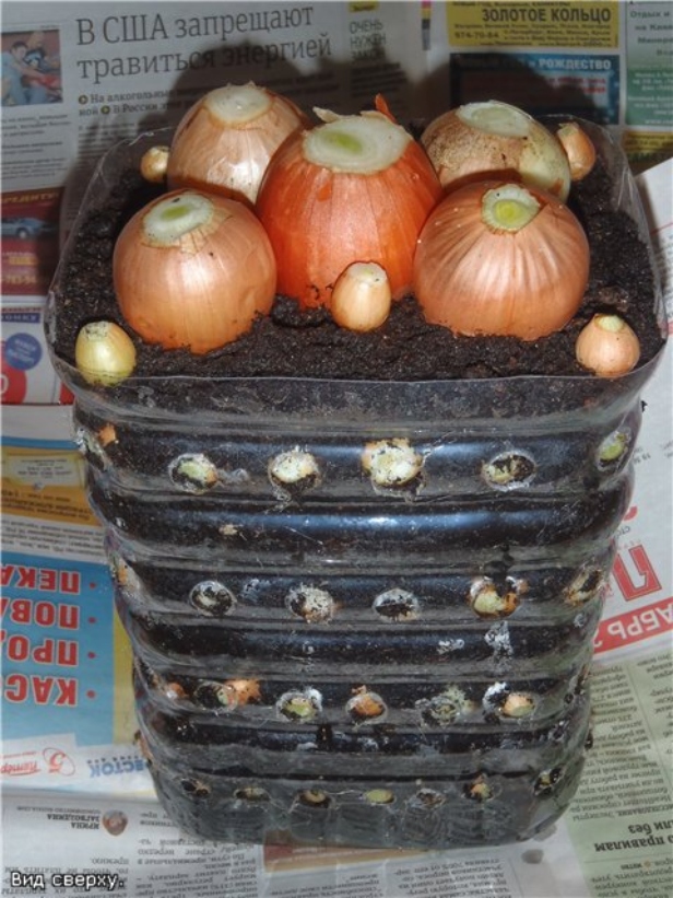 How to Grow Onions Vertically in Plastic Bottle On The Windowsill