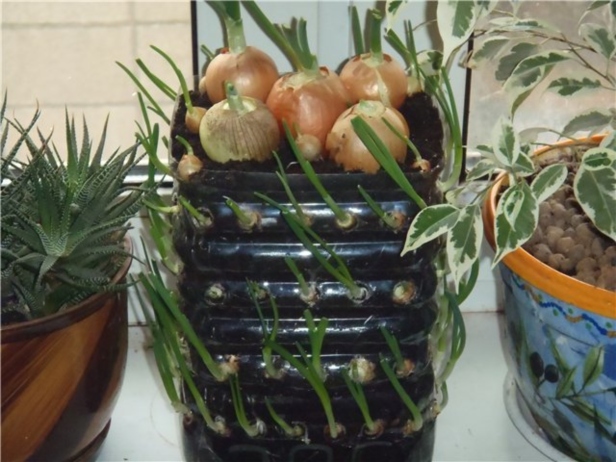 How to Grow Onions Vertically in Plastic Bottle On The Windowsill