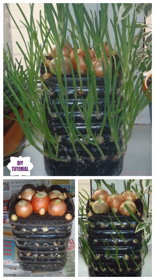 How to Grow Onions Vertically in Plastic Bottle On The Windowsill