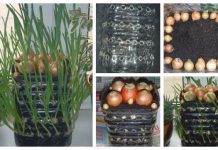 How to Grow Onions Vertically in Plastic Bottle On The Windowsill How to Grow Onions Vertically in Plastic Bottle On The Windowsill