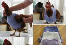 DIY Knit Chicken Jumper Sweater (Written Pattern) DIY Knit Chicken Jumper Sweater (Written Pattern)