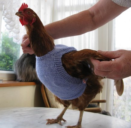 DIY Knit Chicken Jumper Sweater (Written Pattern)/DIY Knit Chicken Sweater (Written Pattern)