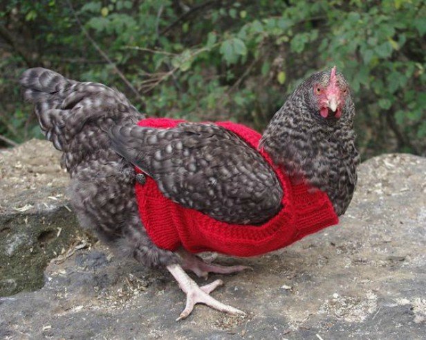 DIY Knit Chicken Jumper Sweater Free Pattern