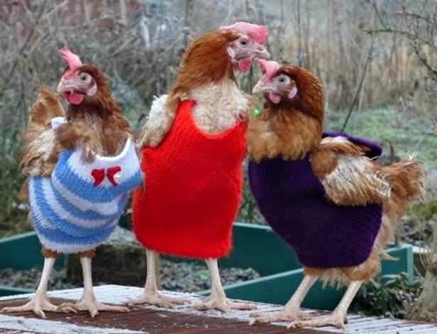 DIY Knit Chicken Jumper Sweater Free Pattern