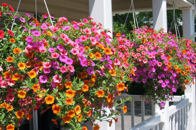 10 Hanging Basket Essentials