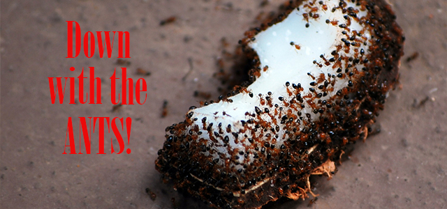 The Most Effective Homemade Diy Ant Killer Recipe Fab Art Diy