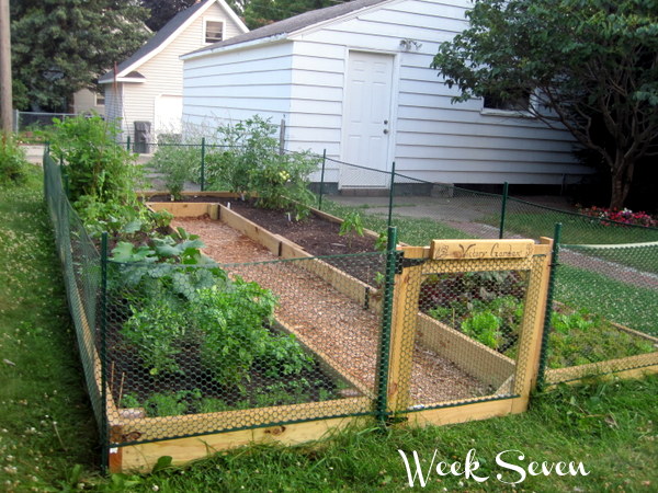 DIY U-Shaped Raised Garden Bed for Easy Access