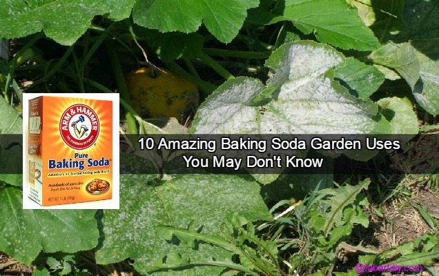 10 Amazing Baking Soda Garden Uses You May Don't Know