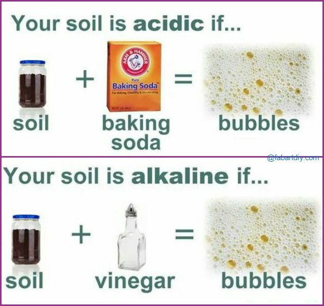 10 Amazing Baking Soda Uses in Garden -Use Baking Soda To Test the PH Level of the Soil