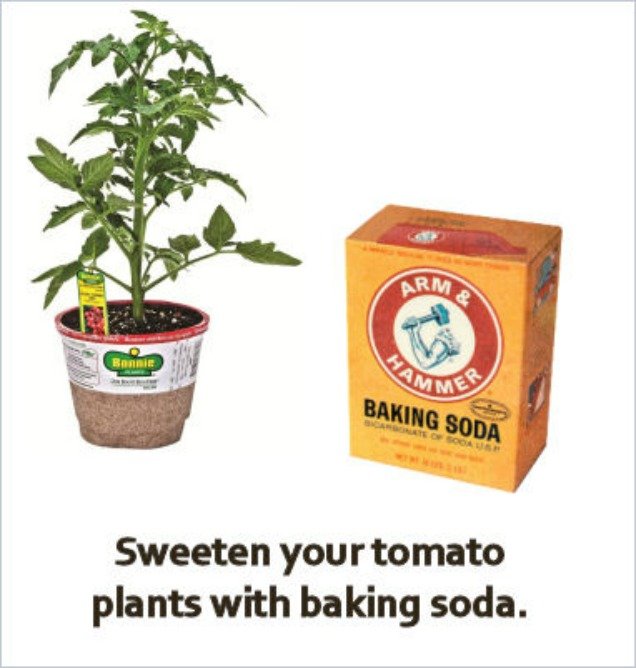 10 Amazing Baking Soda Uses in Garden -Sweeten Tomatoes