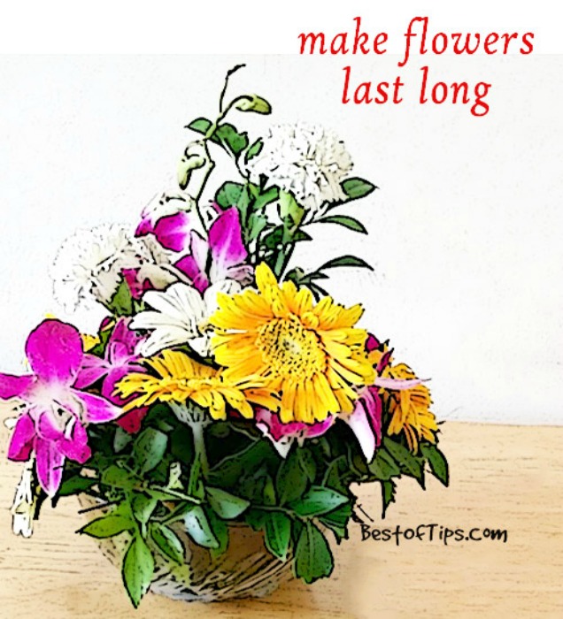 10 Amazing Baking Soda Uses in Garden-Keep Your Cut Flowers Last Longer