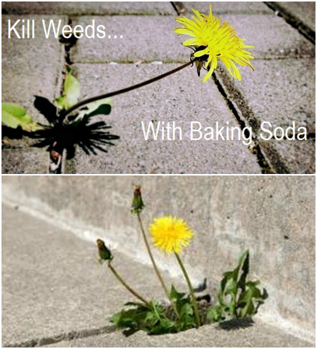 10 Amazing Baking Soda Uses in Garden-Kill Weeds With Baking Soda