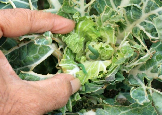 10 Amazing Baking Soda Uses in Garden -Get Rid of Cabbage Worms