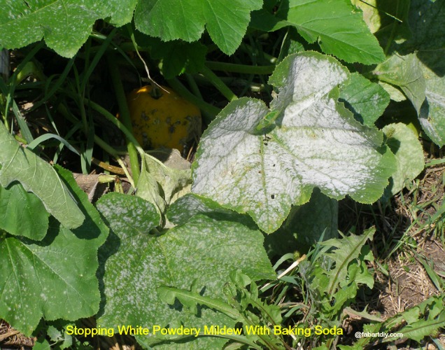 10 Amazing Baking Soda Uses in Garden -Stopping White Powdery Mildew