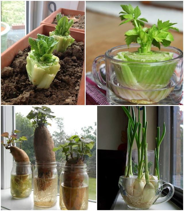 17 Foods To Buy Once And Regrow Forever (Regrow in Water)