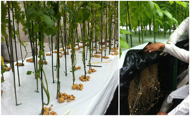 Aeroponic Technology Grow Potatoes In Air Without Soil