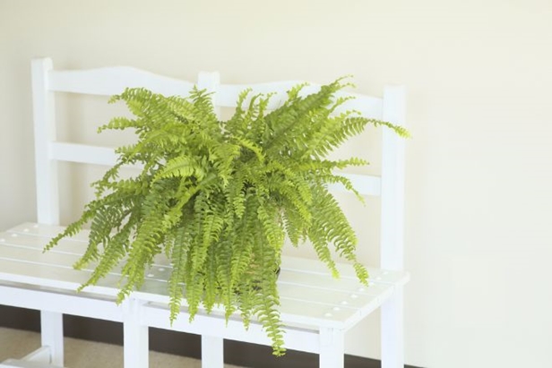 Easy Care Plants to Improve Indoor Room Air Quality-Boston fern