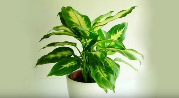 Easy Care Plants to Improve Indoor Room Air Quality-Chinese evergreen