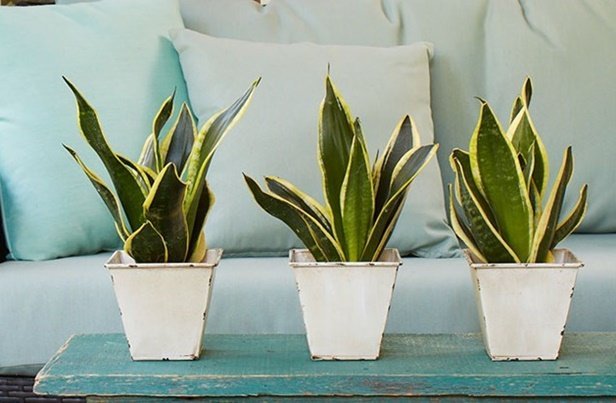 Easy Care Plants to Improve Indoor Room Air Quality-Snake Plant 