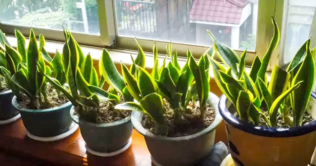 Easy Care Plants to Improve Indoor Room Air Quality-Snake Plant