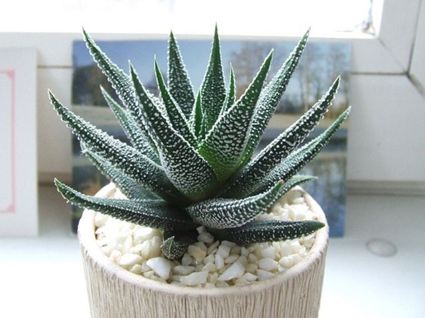 Easy Care Plants to Improve Indoor Room Air Quality-aloe