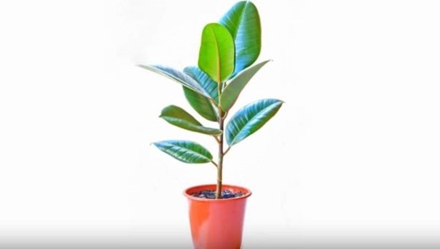 Easy Care Plants to Improve Indoor Room Air Quality-baby rubber plants