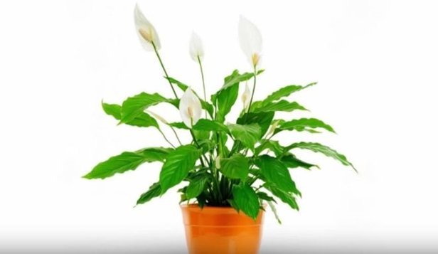 Easy Care Plants to Improve Indoor Room Air Quality-peace lily