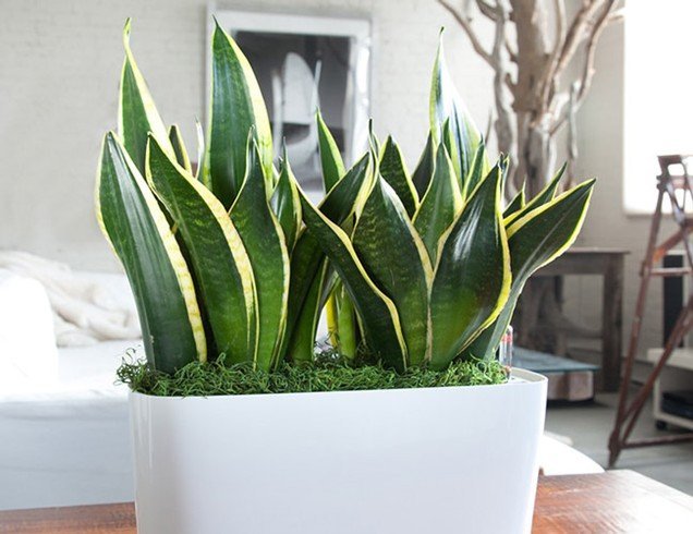 Best Plants for Bedroom to Help Snake Plants