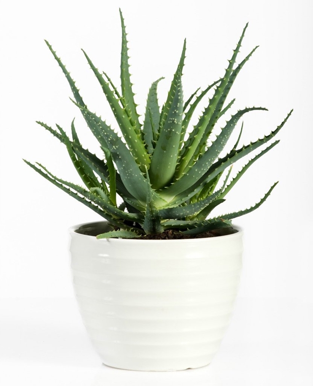 Best Plants for Bedroom to Help You Sleep Better - Aloe Vera