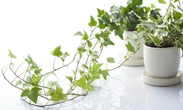 Best Plants for Bedroom to Help You Sleep Better - English Ivy