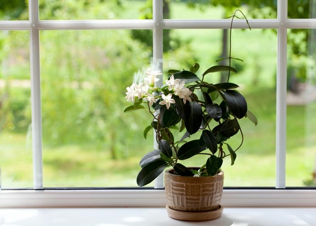 Best Plants for Bedroom to Help You Sleep Better - Jasmine Plant