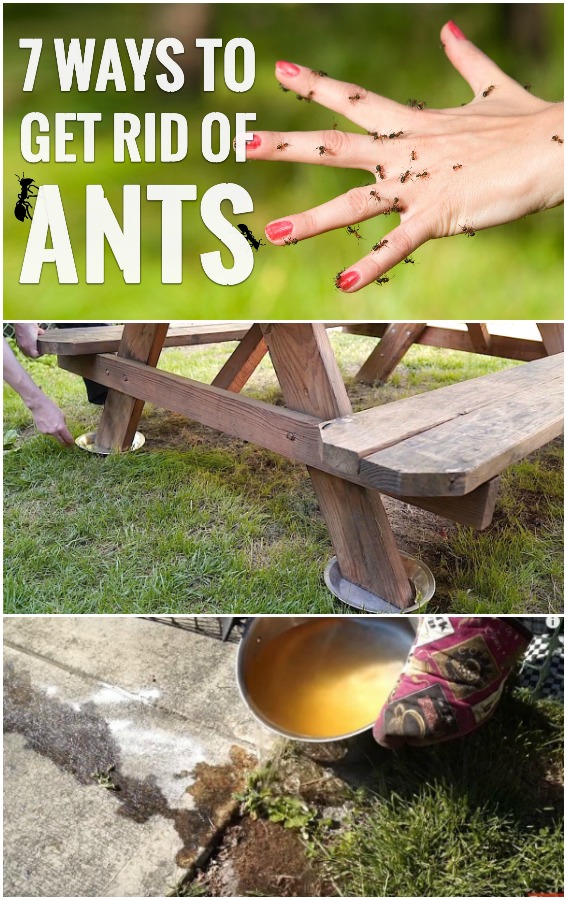  7 Simple Hacks to Get Rid of Ants Around Your House