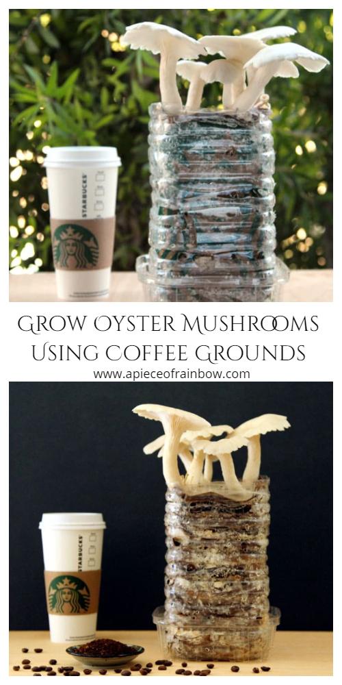 Tips to Grow Mushrooms Using Coffee Grounds Cardboard Tutorial 