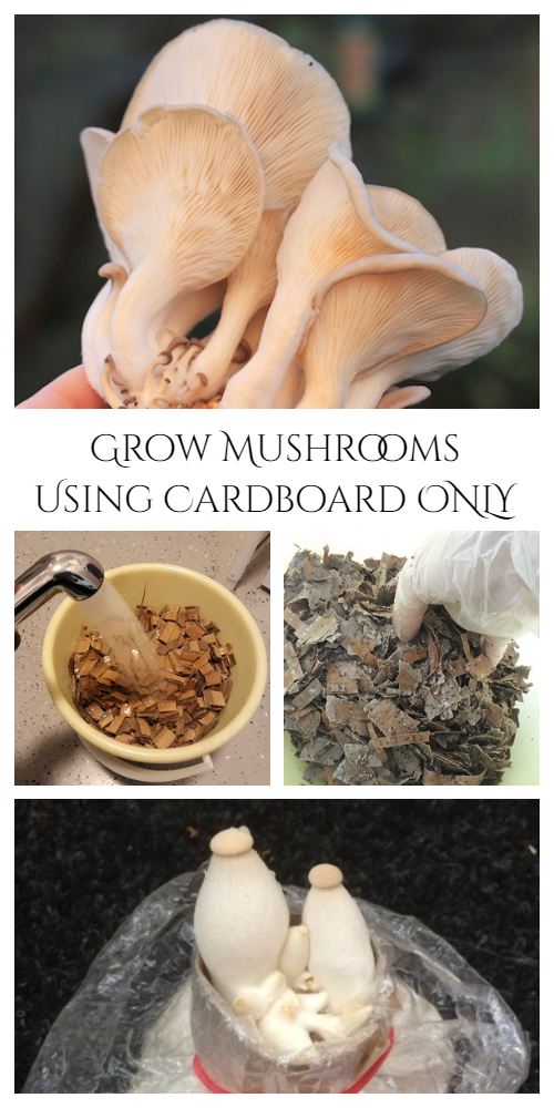 How to Grow Mushrooms Using Cardboard ONLY Tutorial