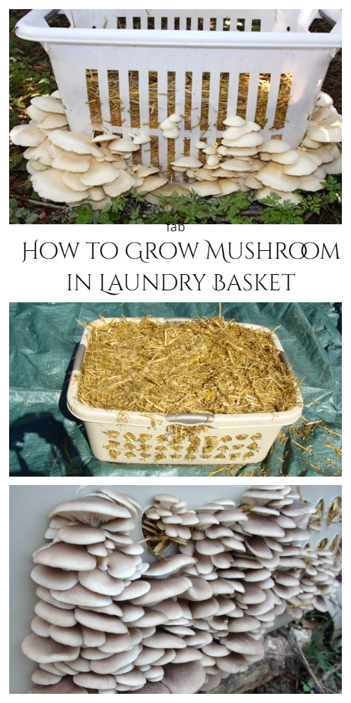 How to Grow Mushroom in Laundry Basket DIY tutorials