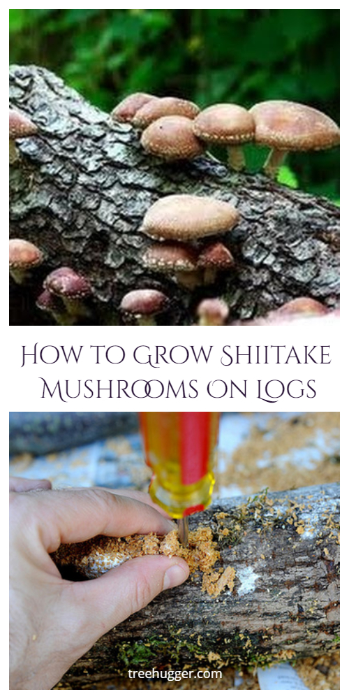 How to Grow Mushrooms on Tree Log Tutorial