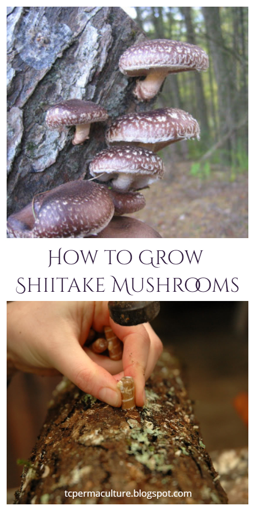 How to Grow Mushrooms on Tree Log Tutorial