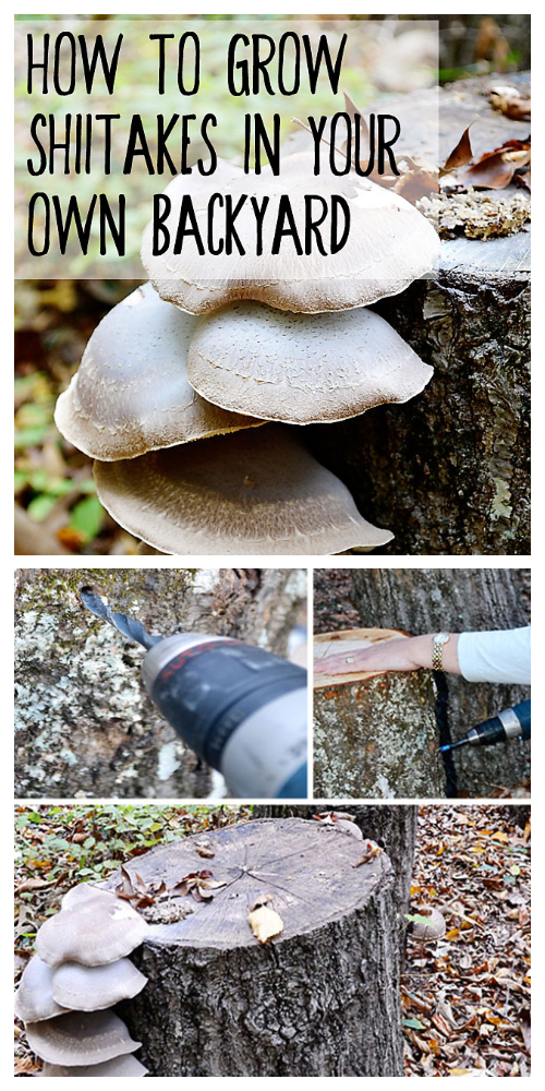 DIY Grow Shiitake Mushroom on Tree Log Tutorial 