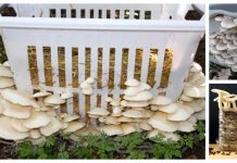 Tips on How to Grow Mushroom At Home + Video Tips on How to Grow Mushroom At Home + Video